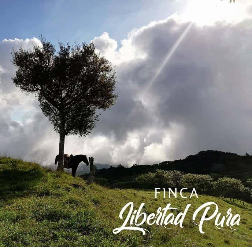 Finca Libertad Pura