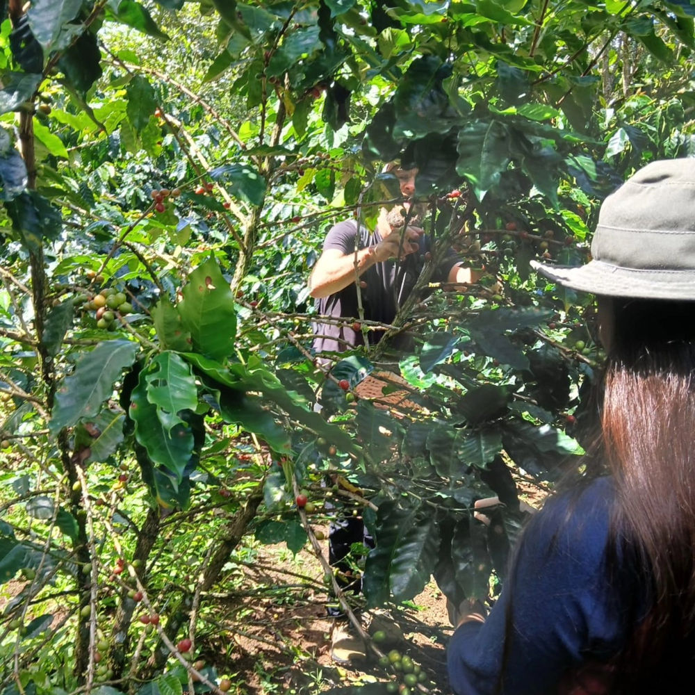 Finca La Esperanza San Jerónimo